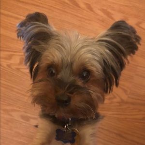 Meet your Posher, Jessica